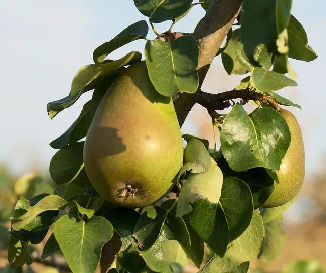 Nutriční benefity veganského dortu: Proč je zdravá volba