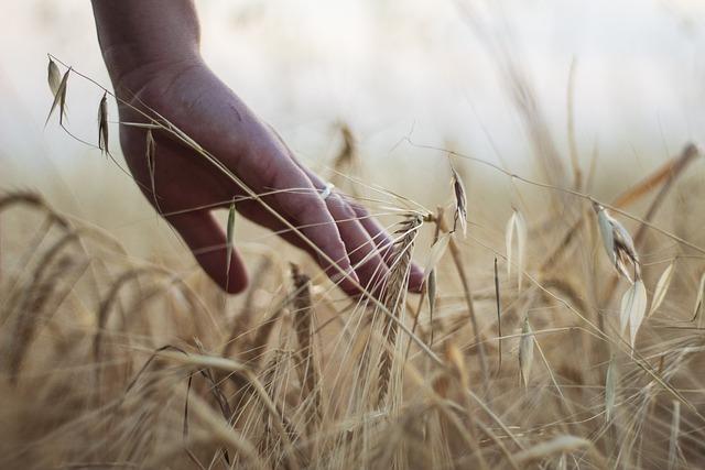 Cereálie a vláknina: Jak najít správnou rovnováhu