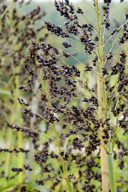 Život s celiakií: Tipy na zvládání každodenního stravování