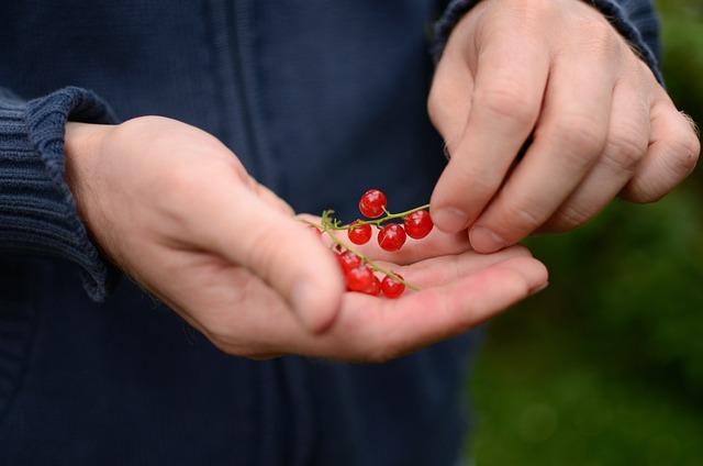 Seznam nejpopulárnějších bio potravin na trhu