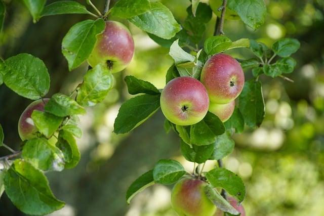 Využití sezónních surovin v moderní veganské kuchyni