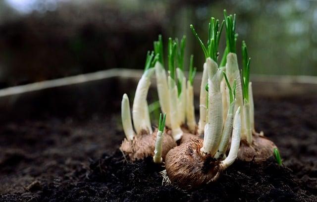 Rostlinné alternativy: Jak připravit veganskou rajskou polévku