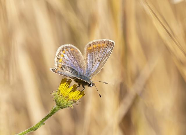 Vzdělávání a podpora biodiverzity v domácím prostředí