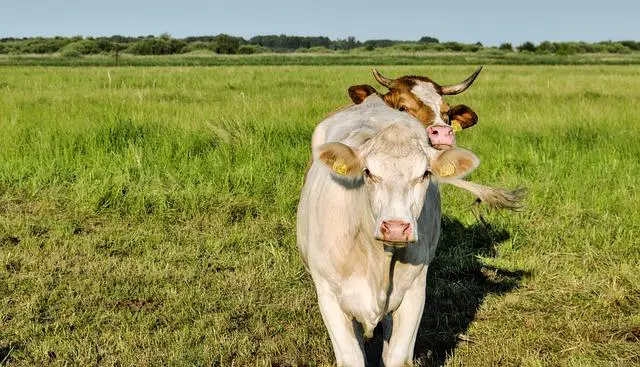 Jak dlouho roste bio kuře? Výhody a růstový cyklus