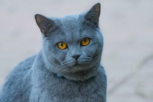 Domácí krabičková dieta: Bio Dietní Krabičky