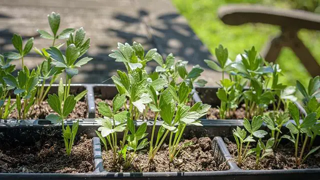 Domácí maggi z libečku recept: Tradiční