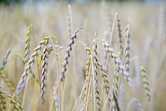 Nutriční výhody špaldy: Proč ji zařadit do svého jídelníčku