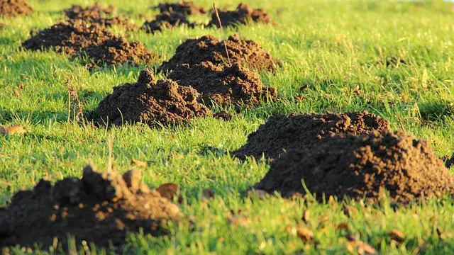 Jak na dokonalou Krtekovo náplň a polevu