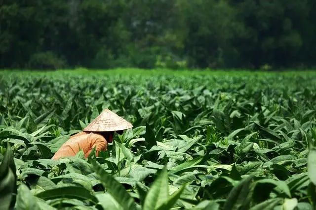 Význam místních farmářů a udržitelného zemědělství