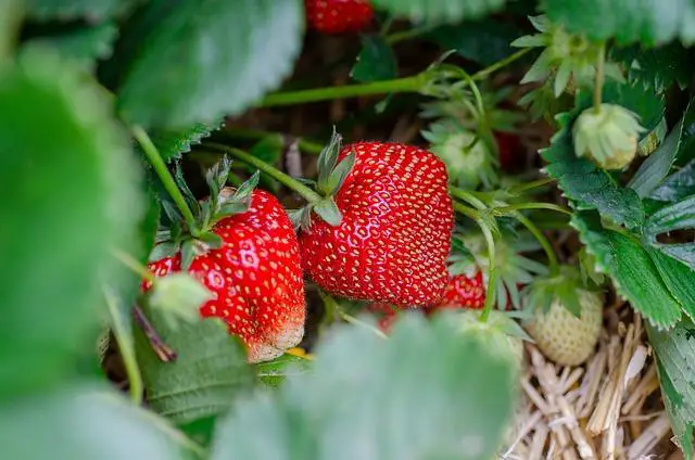 Jaké ingredience potřebujete pro dokonalé jahodové knedlíky