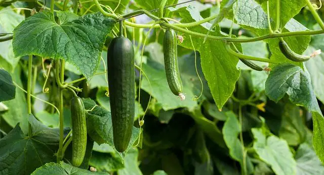 Základní zásady zavlažování a hnojení pro zdravé okurky