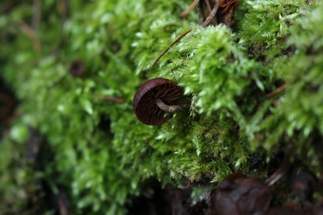 Houba shiitake příprava: Zdravé a chutné recepty