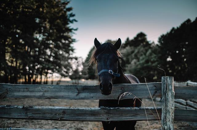 Život na ekologické farmě: Každodenní​ rutina⁣ a výzvy