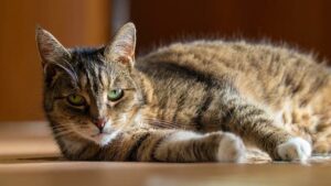 Domácí koblížky: Krok za krokem k dokonalým koblížkům!