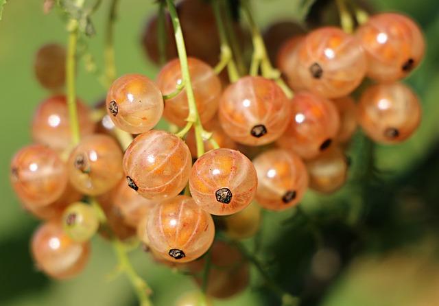 Antioxidanty jako klíč k prevenci zánětů