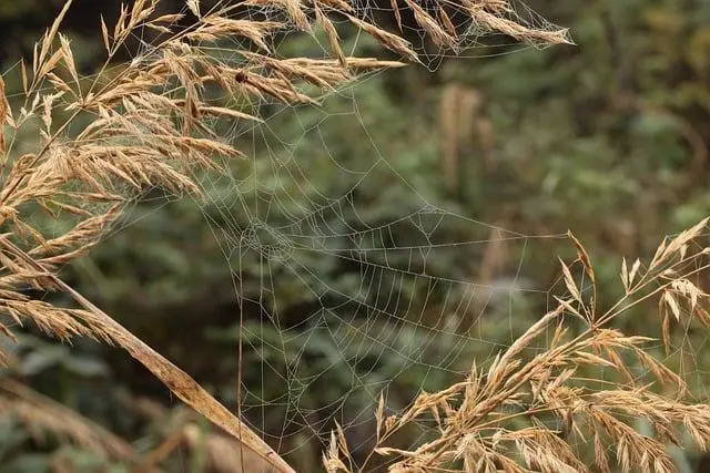 Využití Jidášova ucha v kuchyni