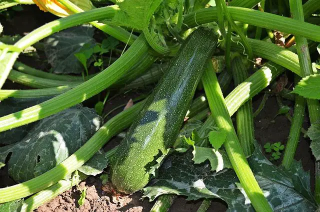 Doplňkové ingredience, které ještě více vyniknou s cuketou