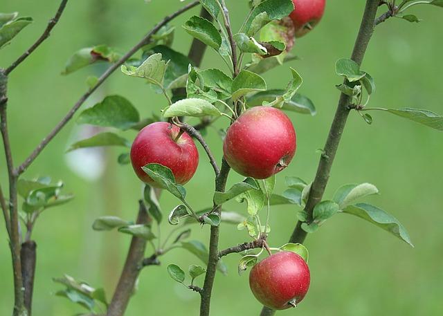 Jak ochutit kuře na paprice: Tajemství dokonalé chuti