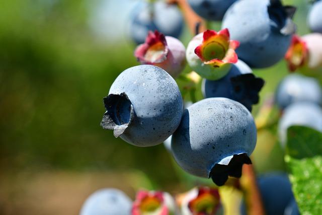 Potraviny bohaté na antioxidanty pro zdravé plíce