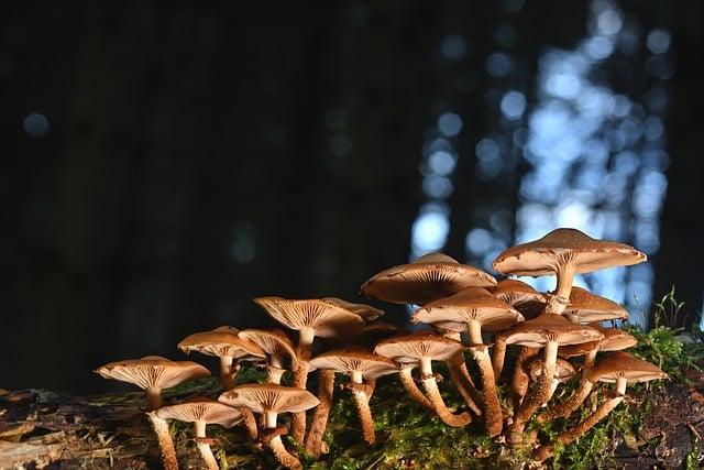 Tipy na skladování a konzervaci václavek