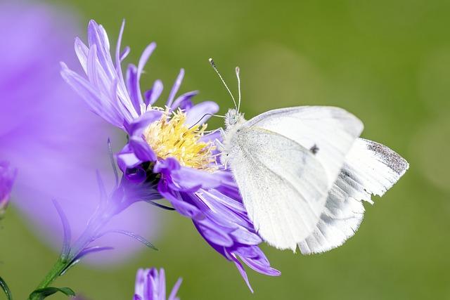 Bio repel sprej: Přírodní ochrana proti hmyzu