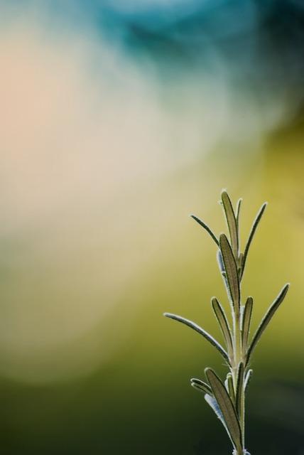 Vliv aromatických látek na zdraví a pohodlí