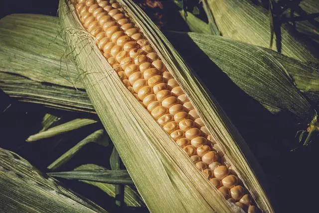 Jak si připravit chutnou snídani s corn flakes bez lepku