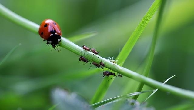 Bio přípravek na mšice: Efektivní a přírodní řešení