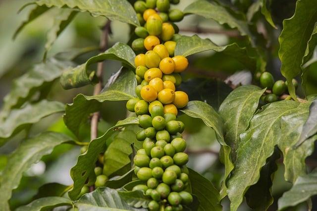 Zrání vína: Jak ovlivňuje chuť a aroma vašeho produktu