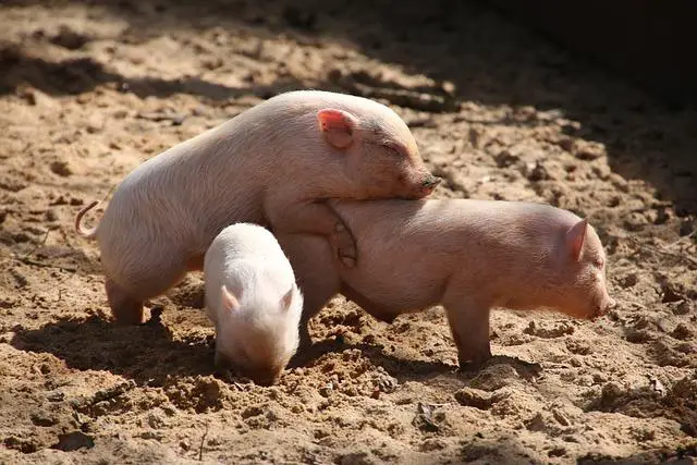 Domácí cini minis: Snídaňové Bio Cini Minis