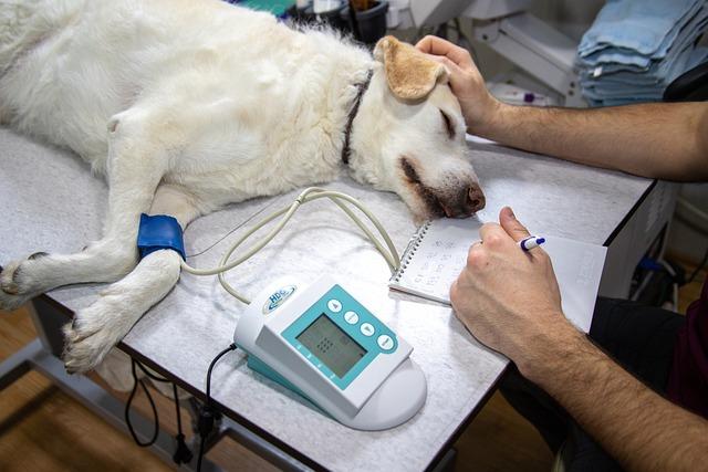 Důležitost odborného vyšetření a diagnostiky