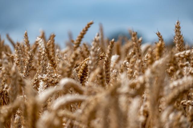 Jaké plodiny se vyplatí pěstovat na bio farmě