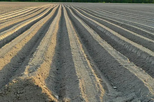 Příprava půdy a výběr správného místa