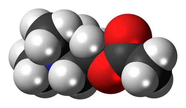 Tipy na zařazení acetylcholinu do vašeho jídelníčku