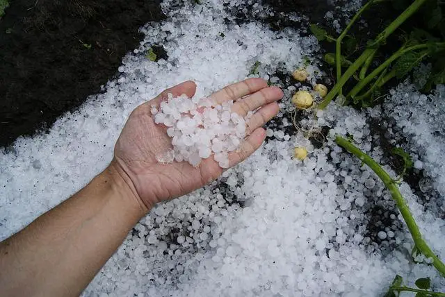 Nutriční hodnoty kroupů: Co byste měli vědět