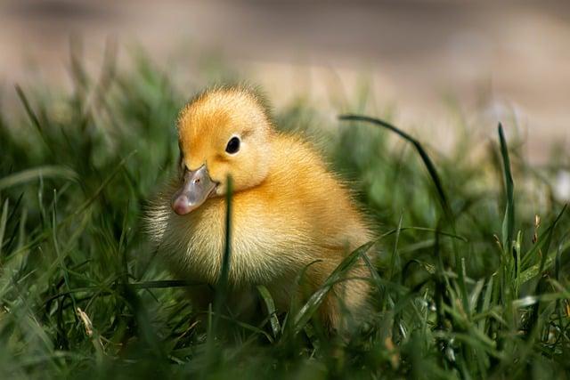 Tipy na podávání veganské kachny s přílohami