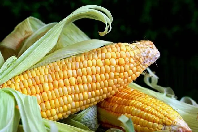 Výhody a nevýhody bezlepkových corn flakes