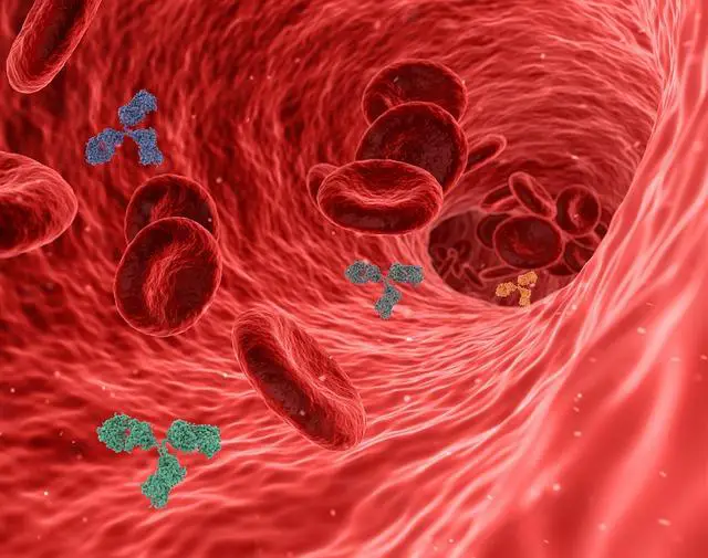 Jak funguje testování protilátek v diagnostice celiakie