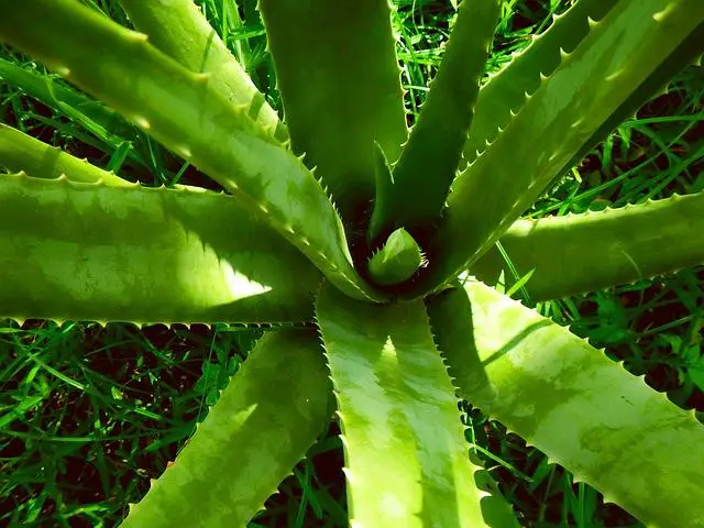 Přidání chuti: Jaké ingredience zkombinovat s aloe vera